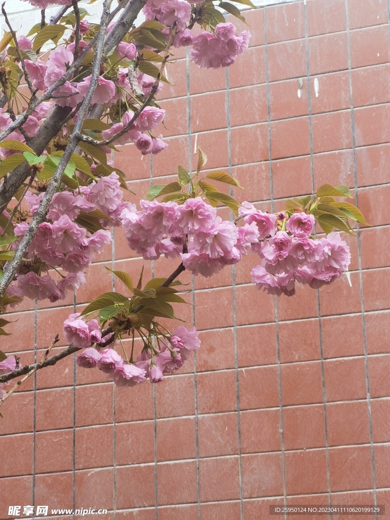 樱花