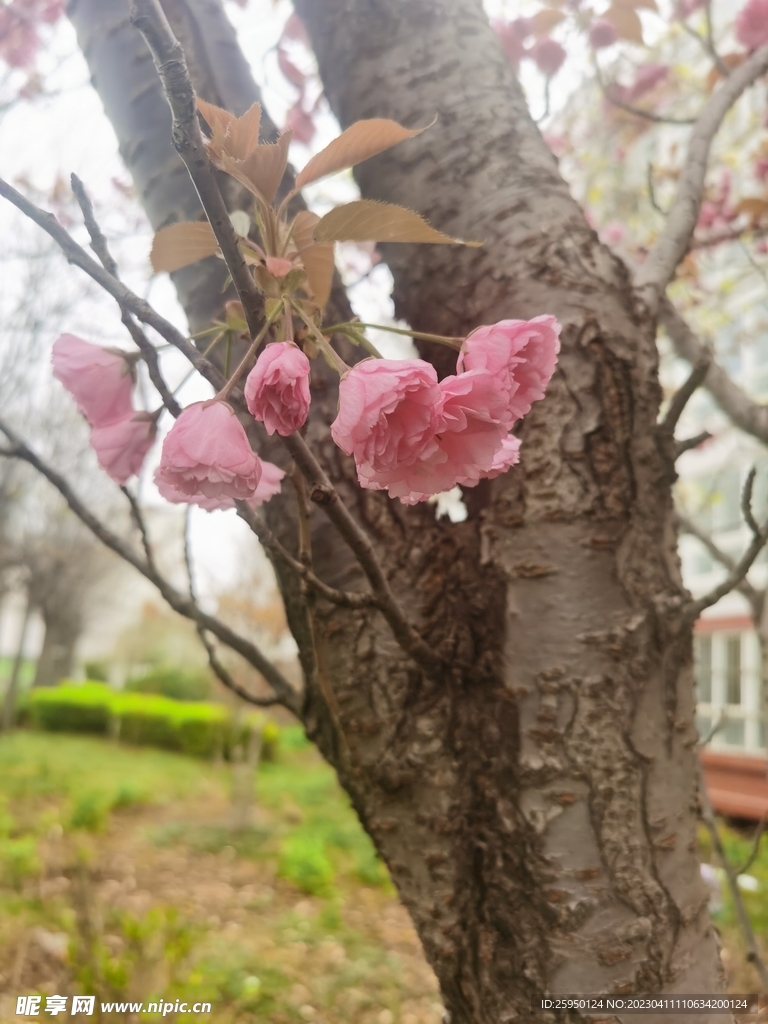 樱花