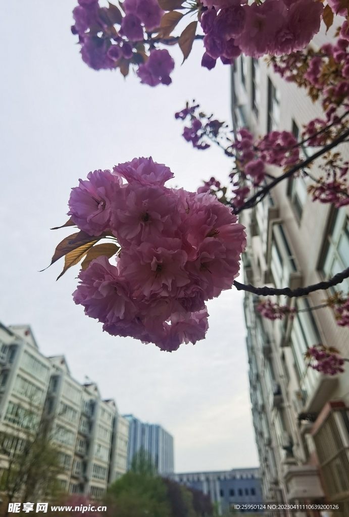 樱花