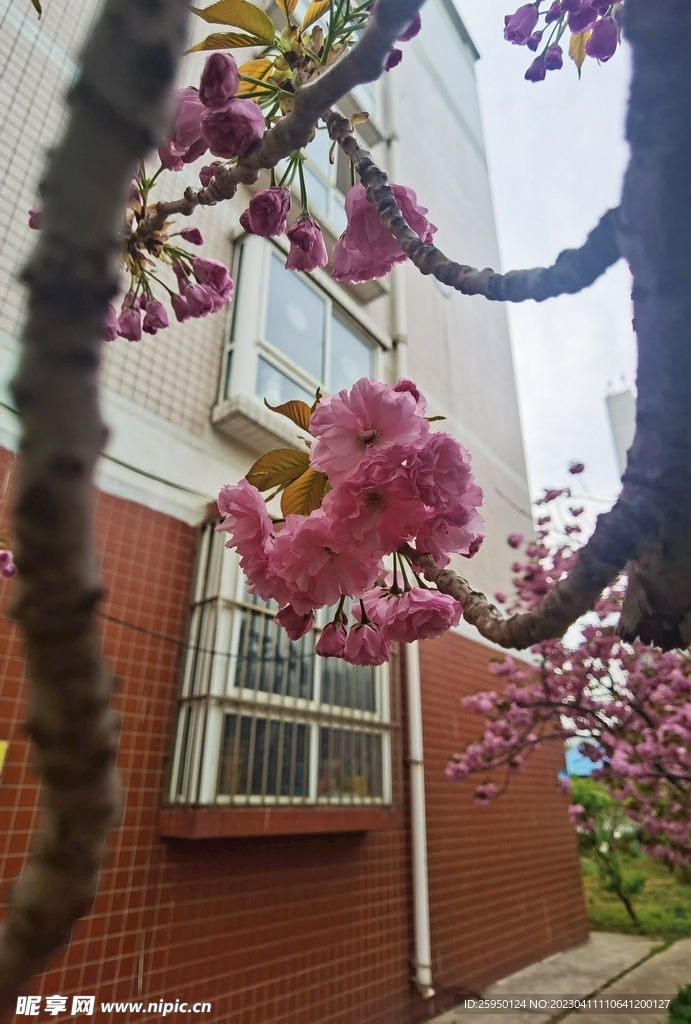 樱花
