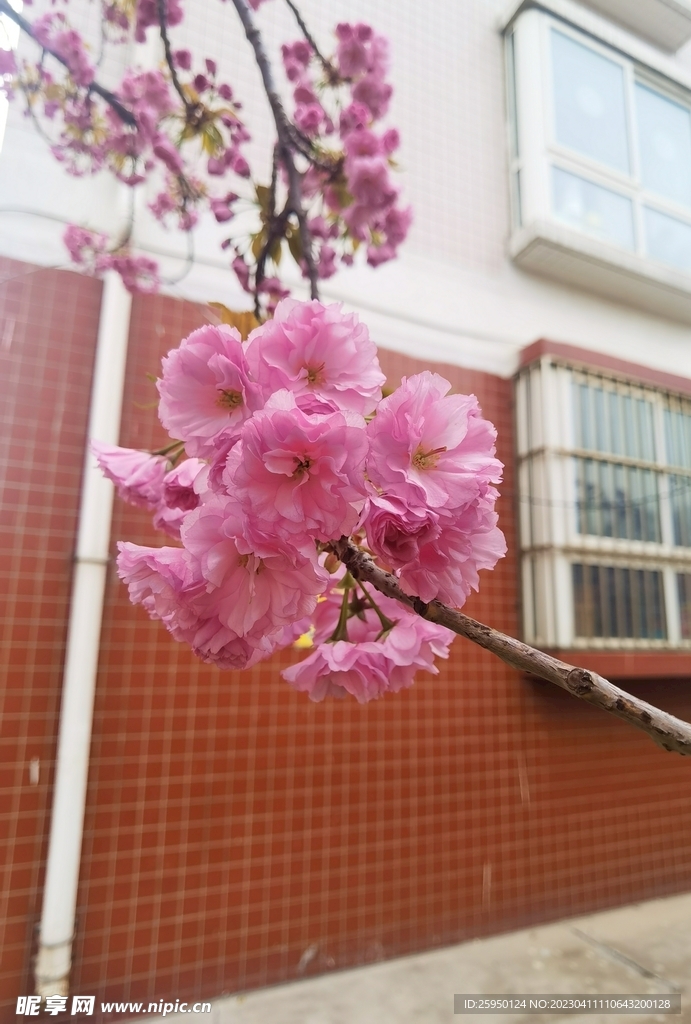 樱花