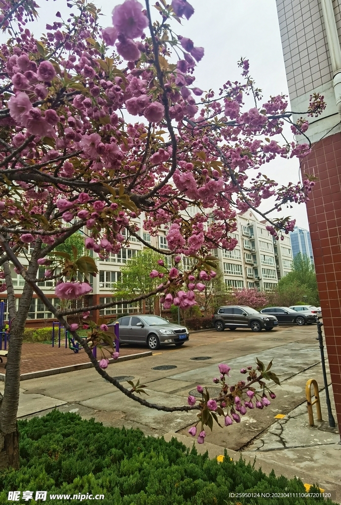 樱花