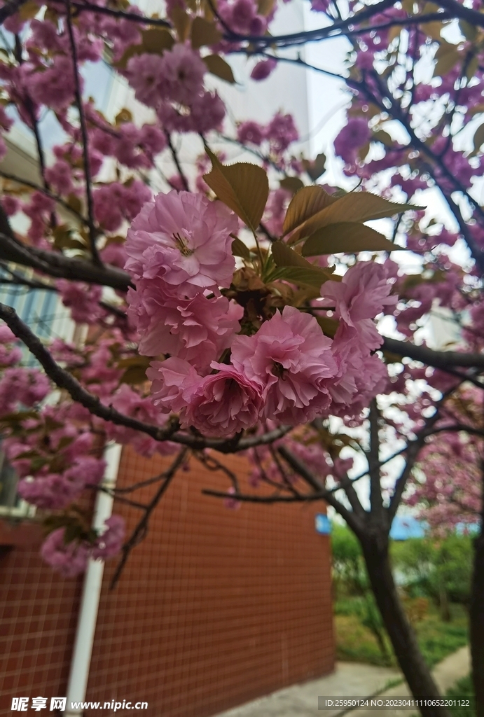樱花