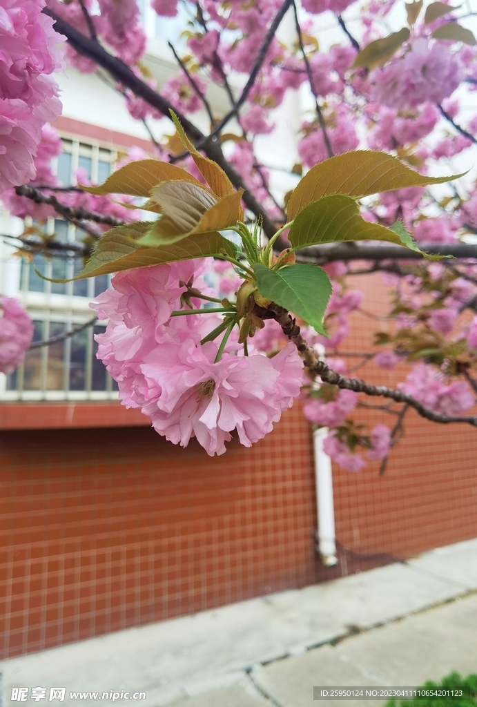 樱花