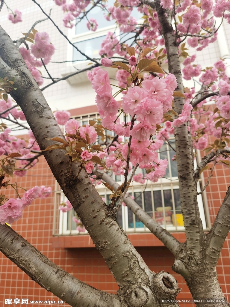 樱花