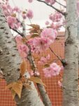 樱花