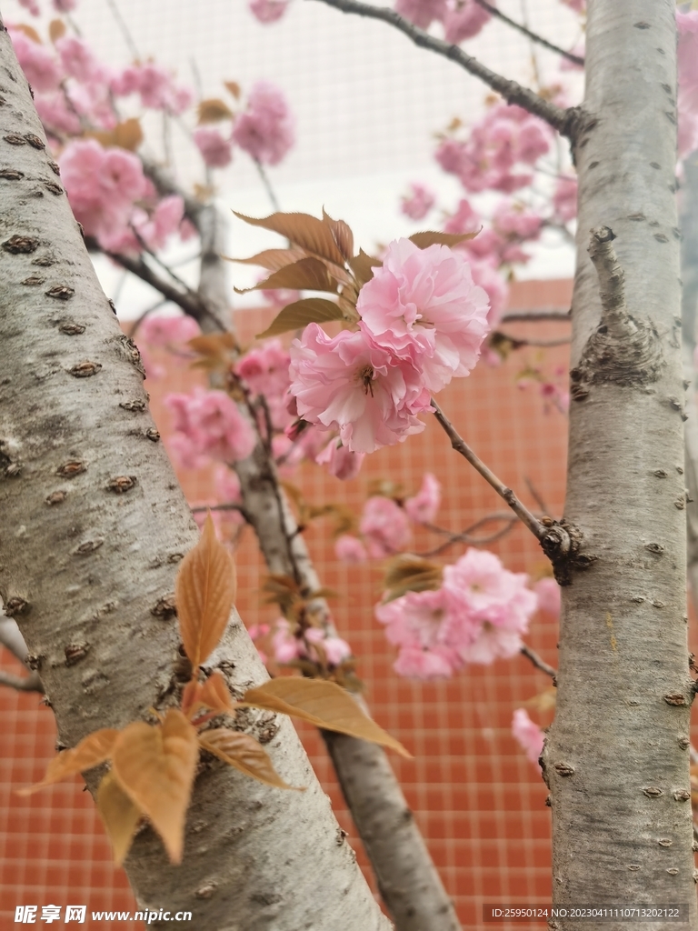樱花