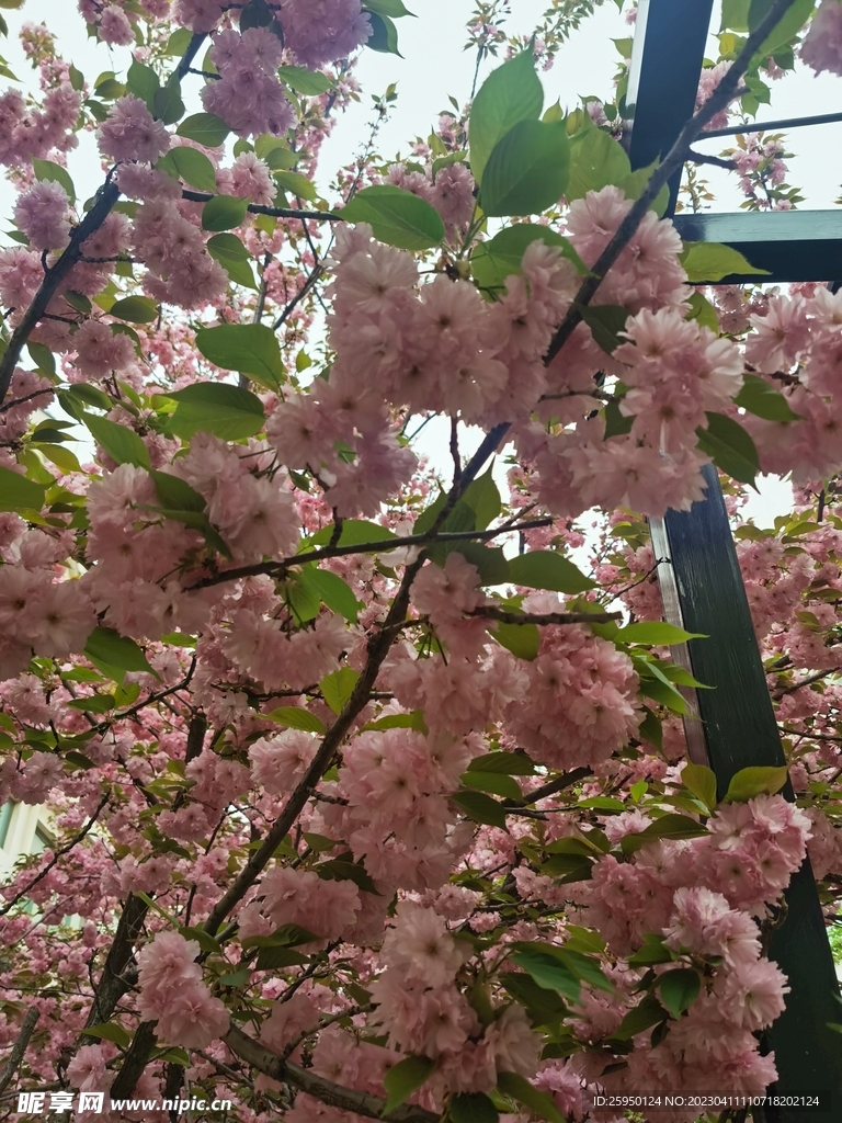 樱花