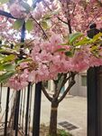 樱花