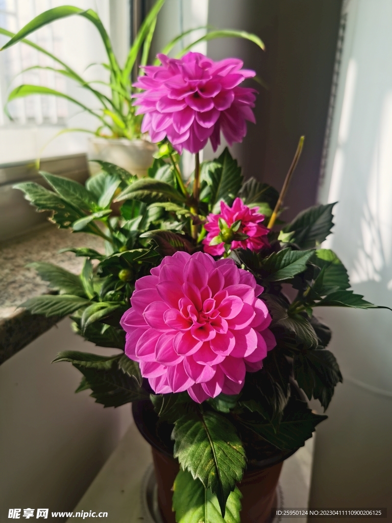 地瓜花