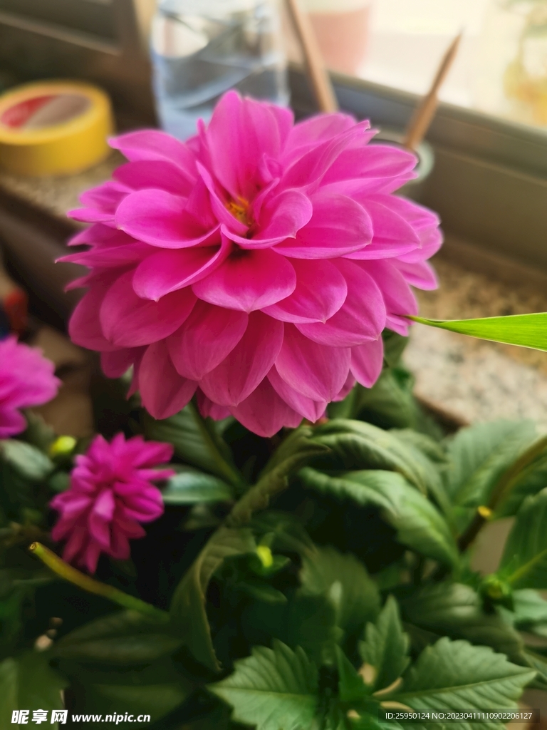地瓜花