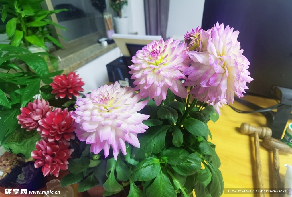 地瓜花