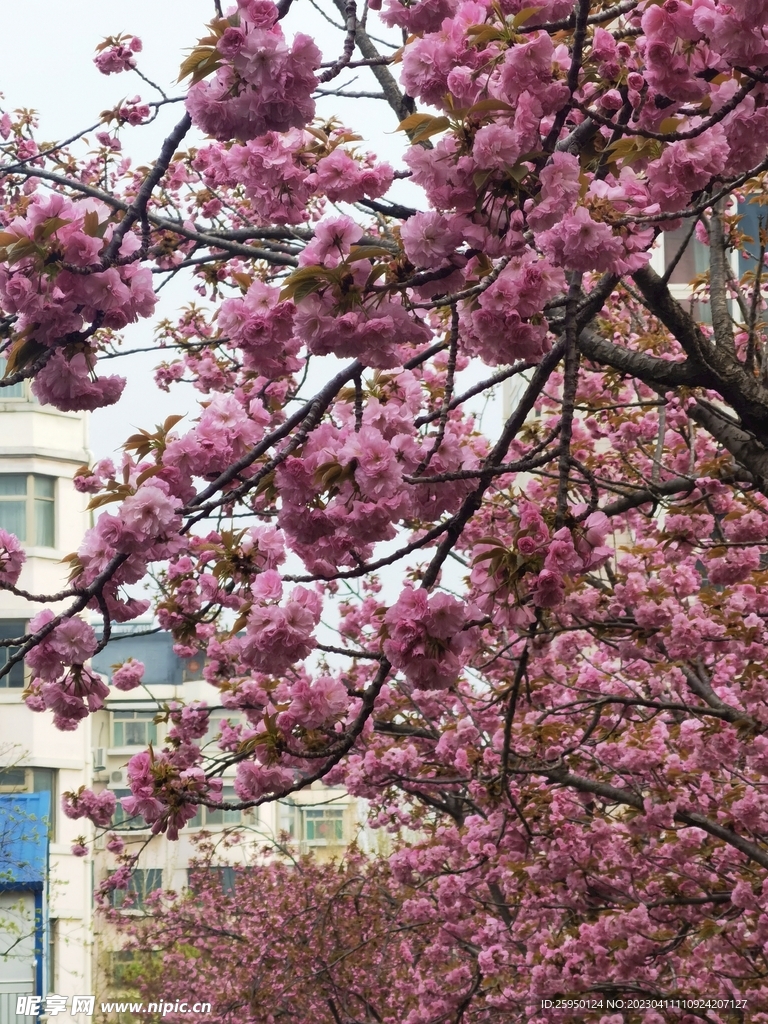 樱花