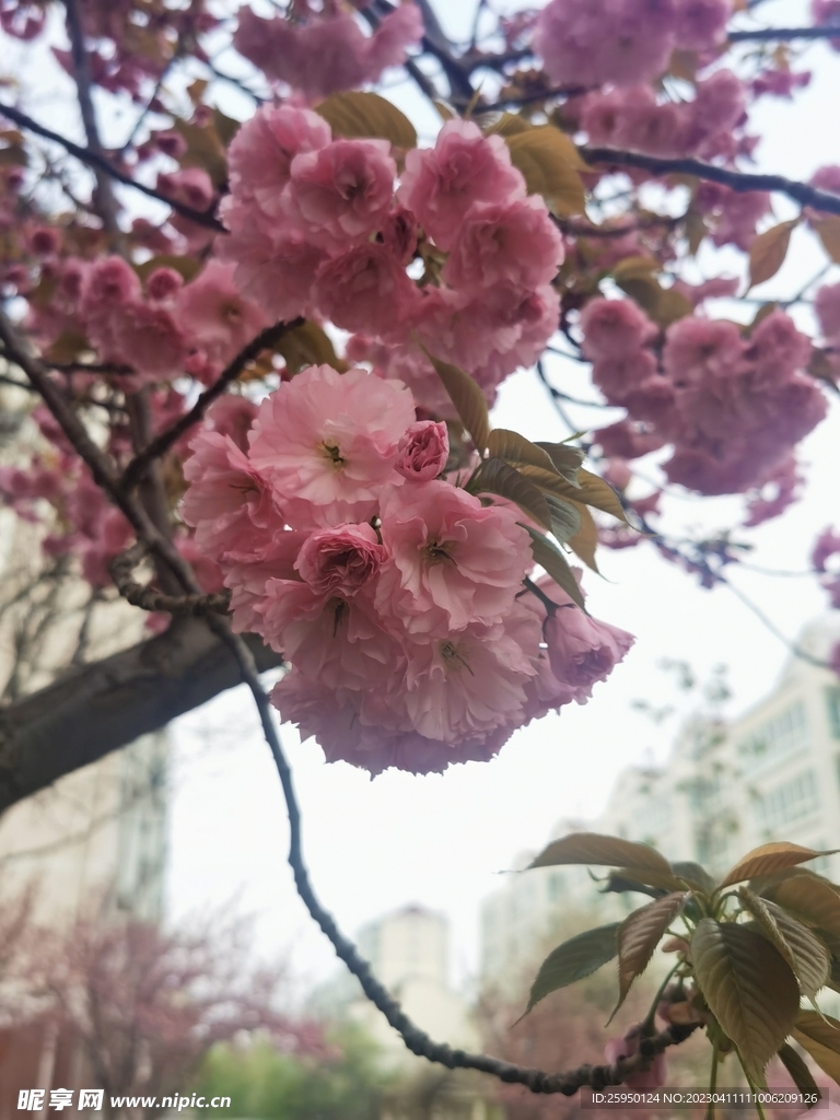 樱花