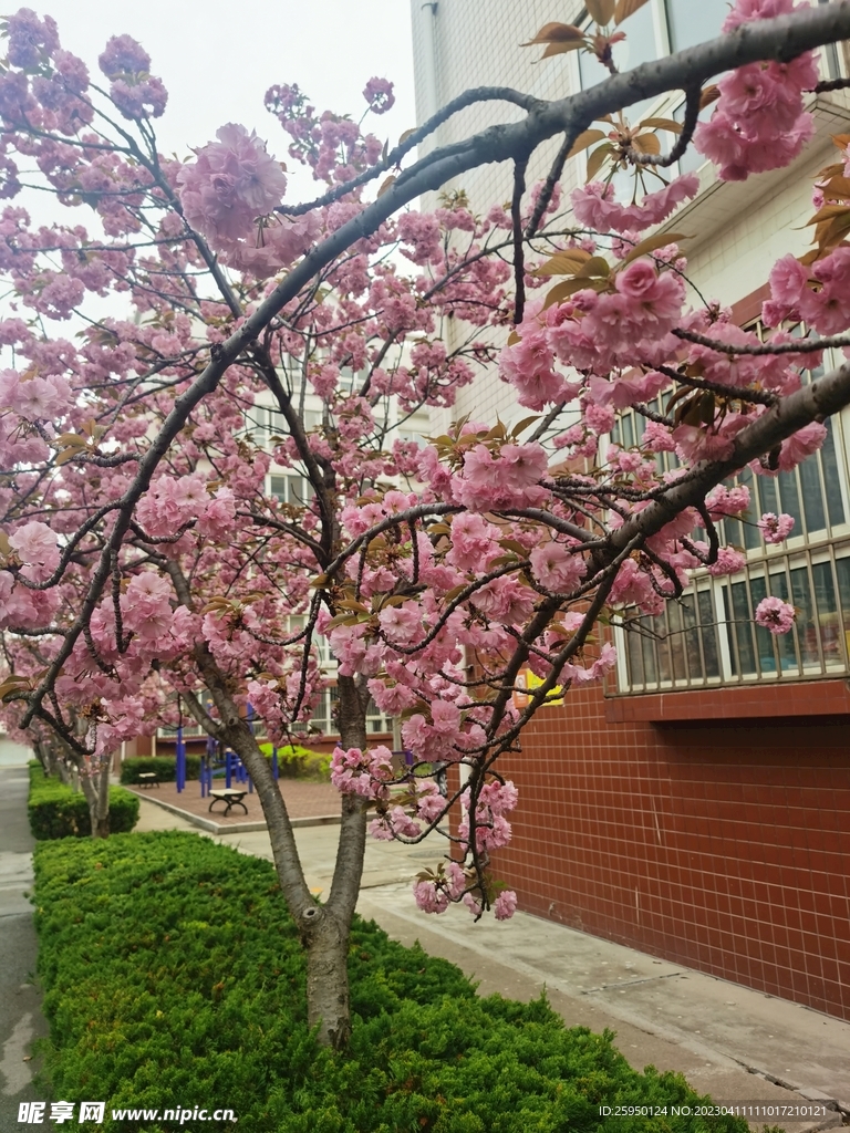 樱花