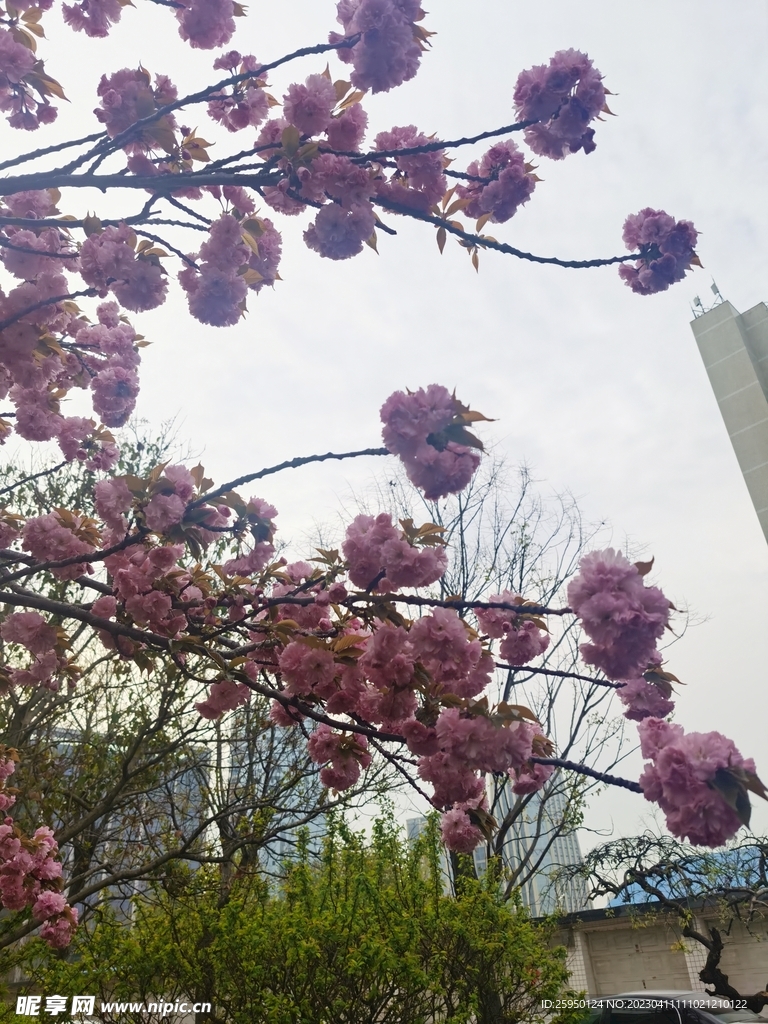 樱花