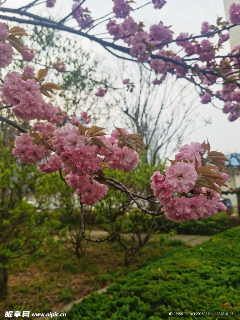 樱花