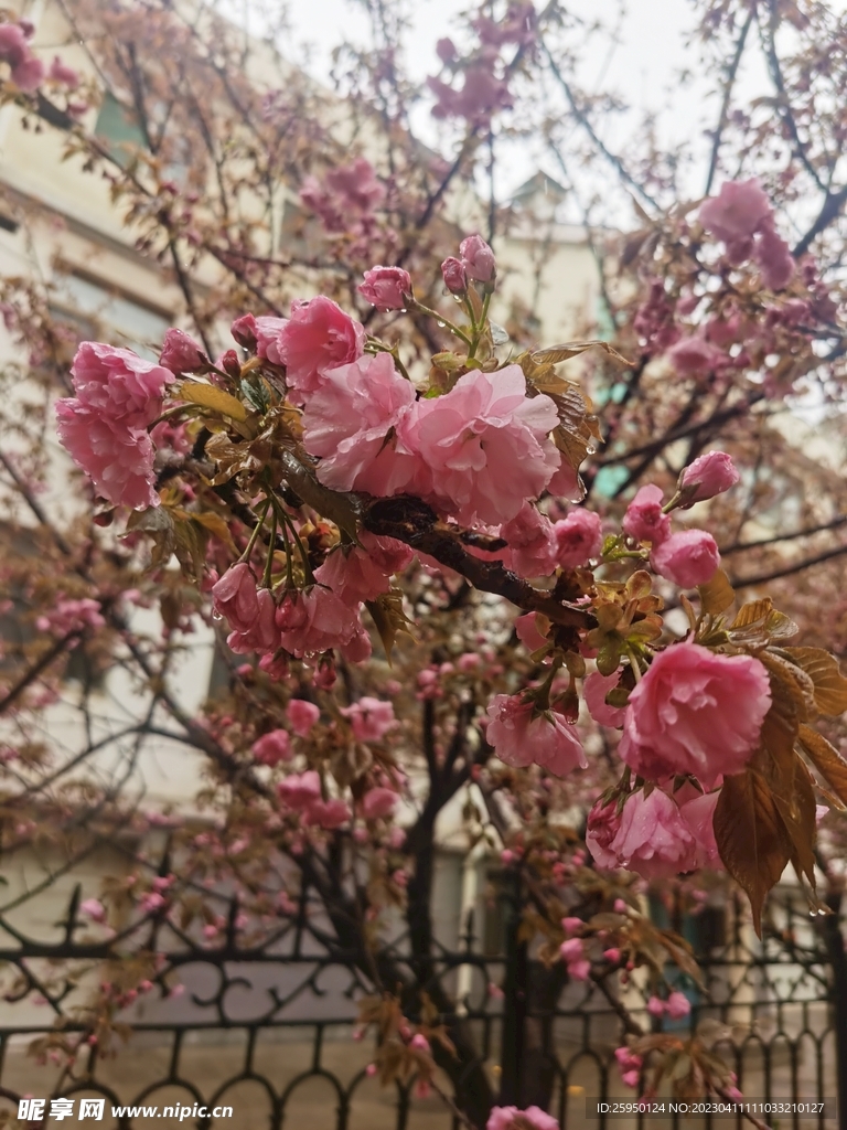 樱花