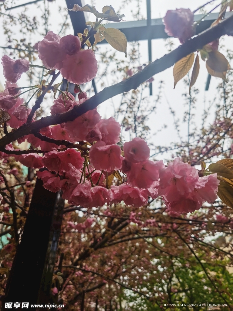 樱花