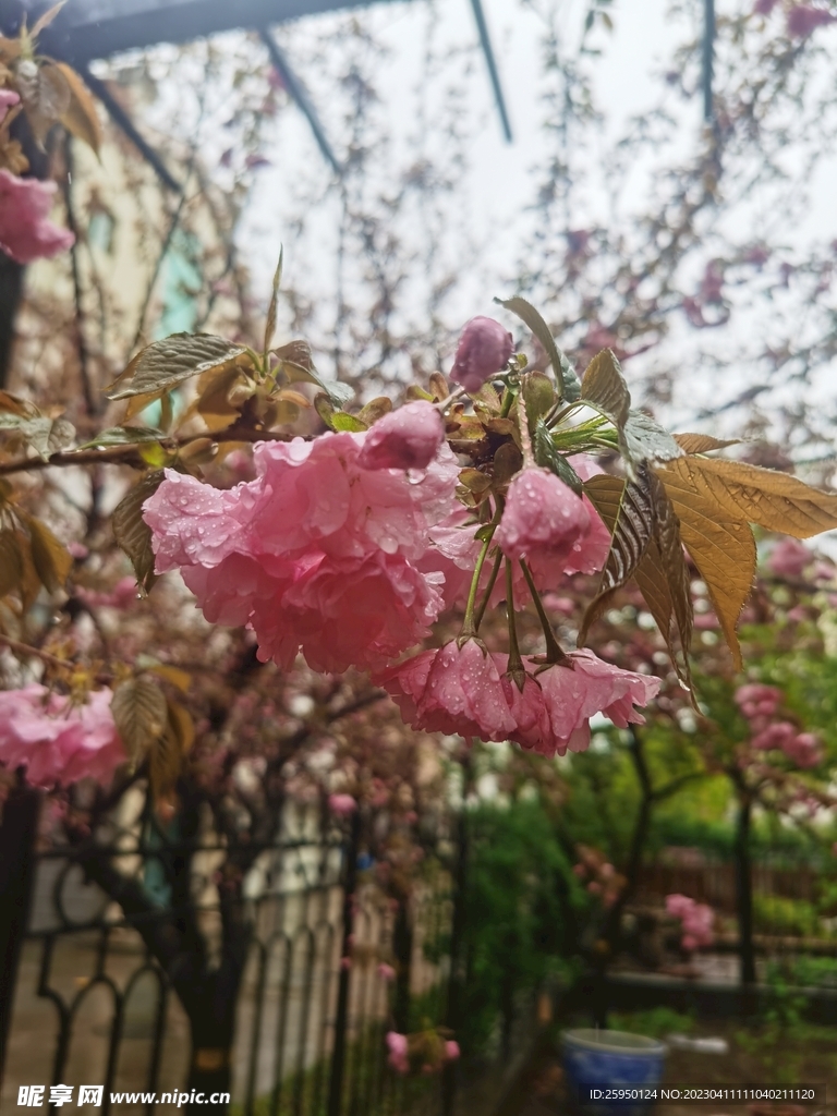 樱花