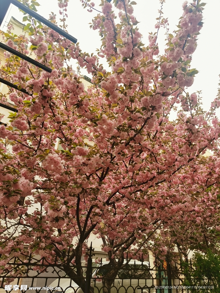 樱花