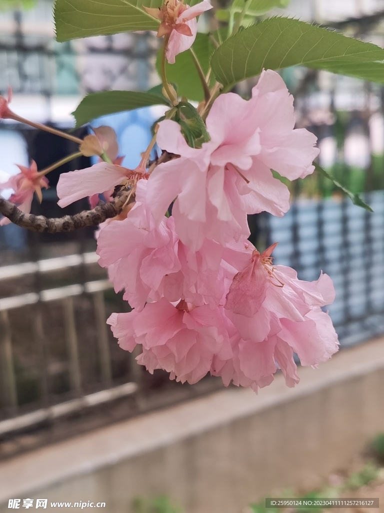 樱花