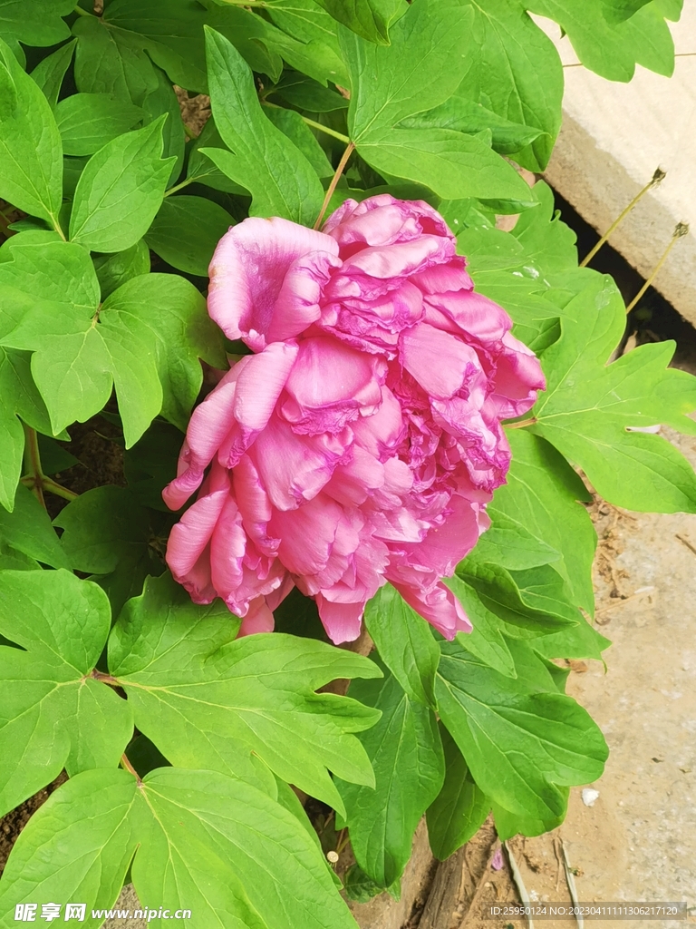 红牡丹