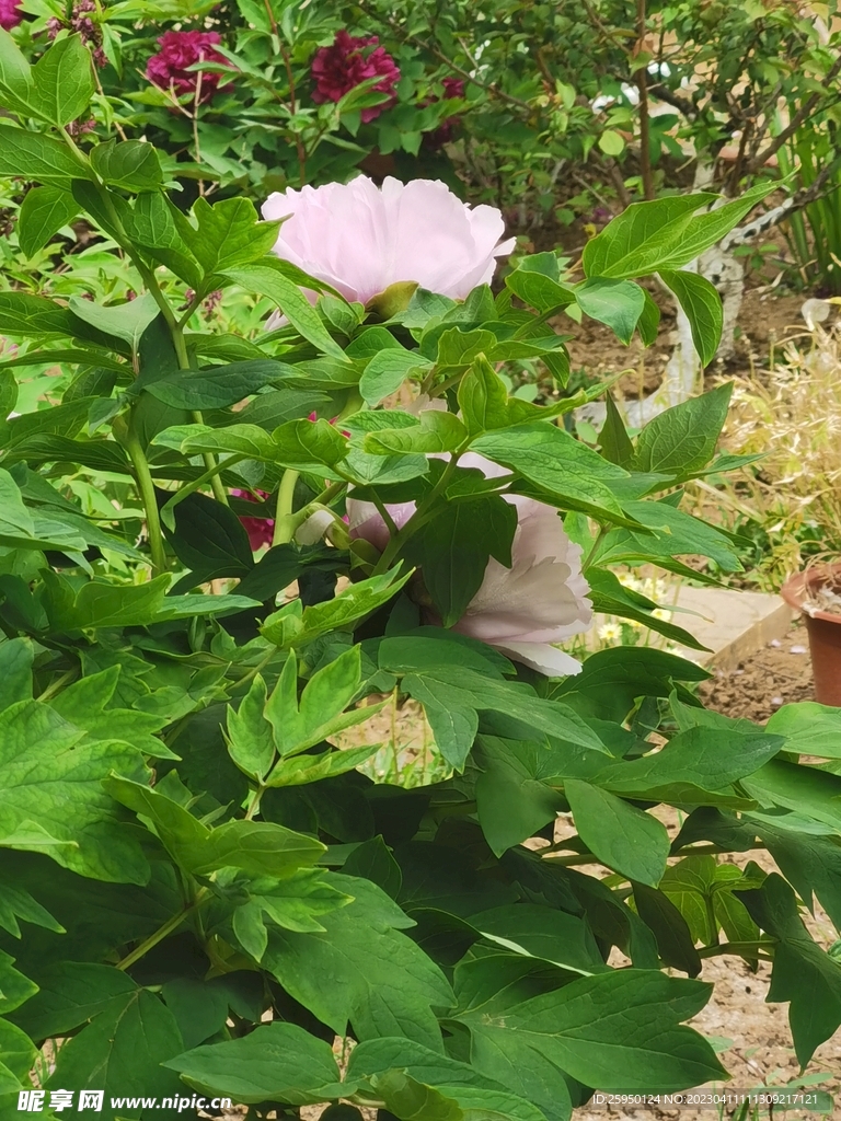 红牡丹