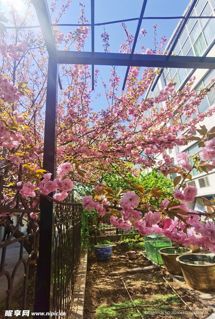 樱花