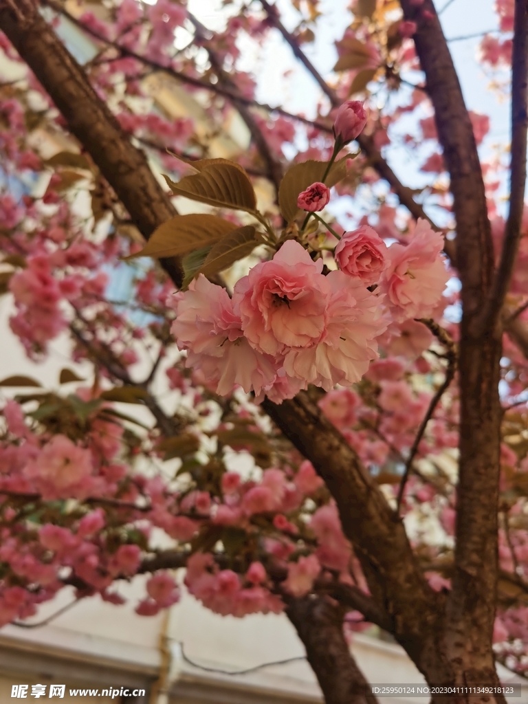 樱花