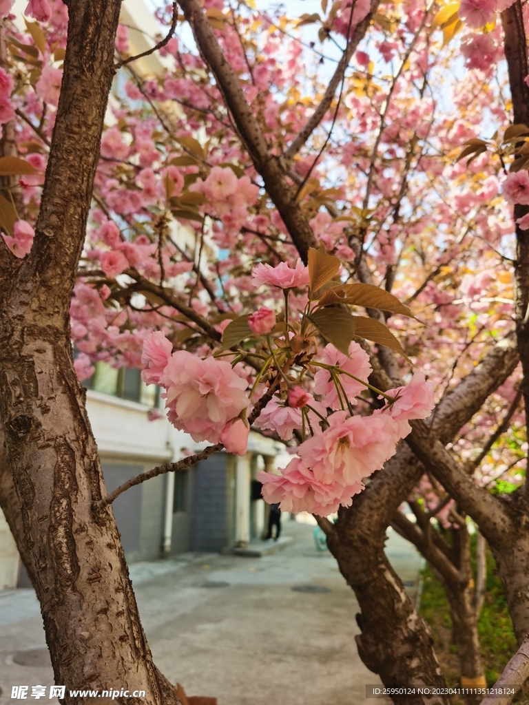 樱花