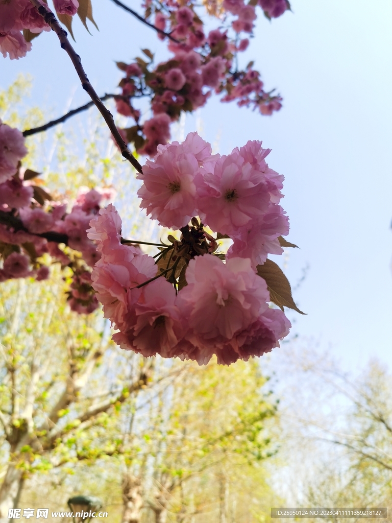 樱花