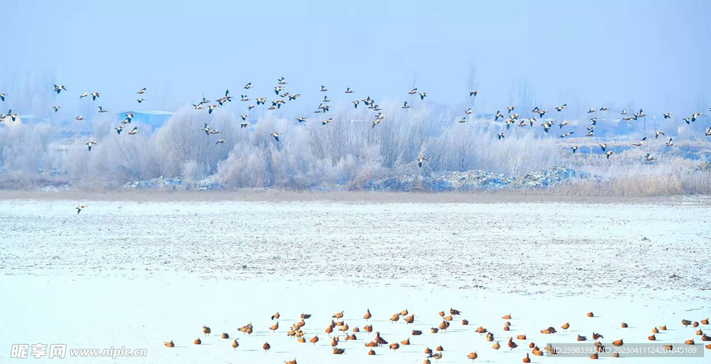 雪中大雁