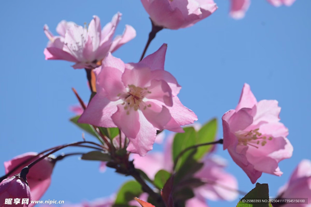 春花