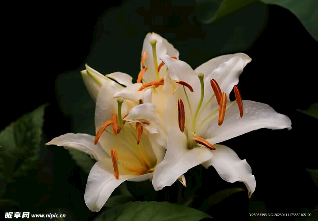 百合花