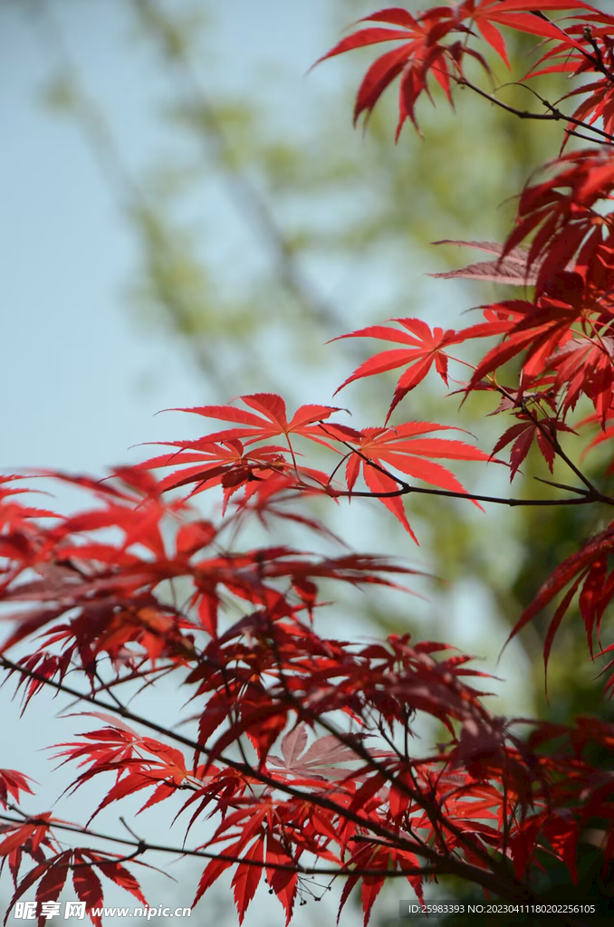 枫叶红于二月花