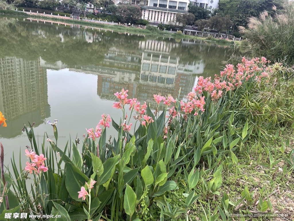 美人蕉风景