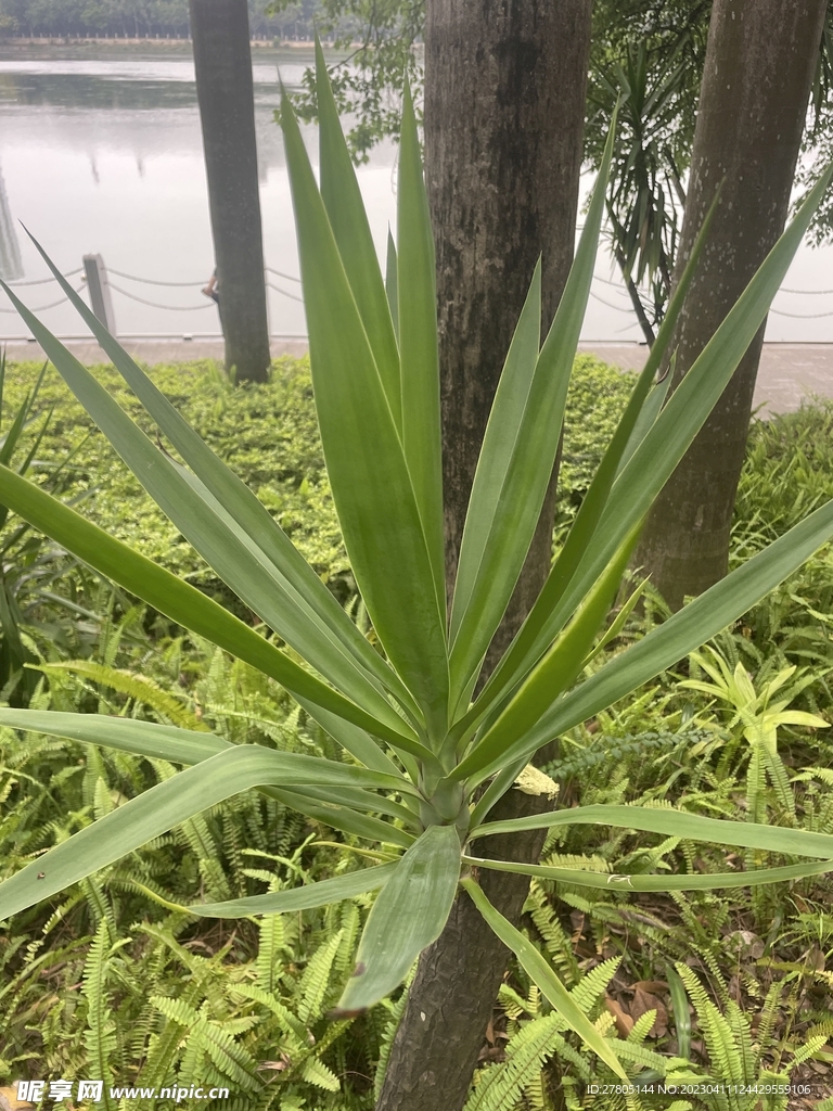 花卉植物