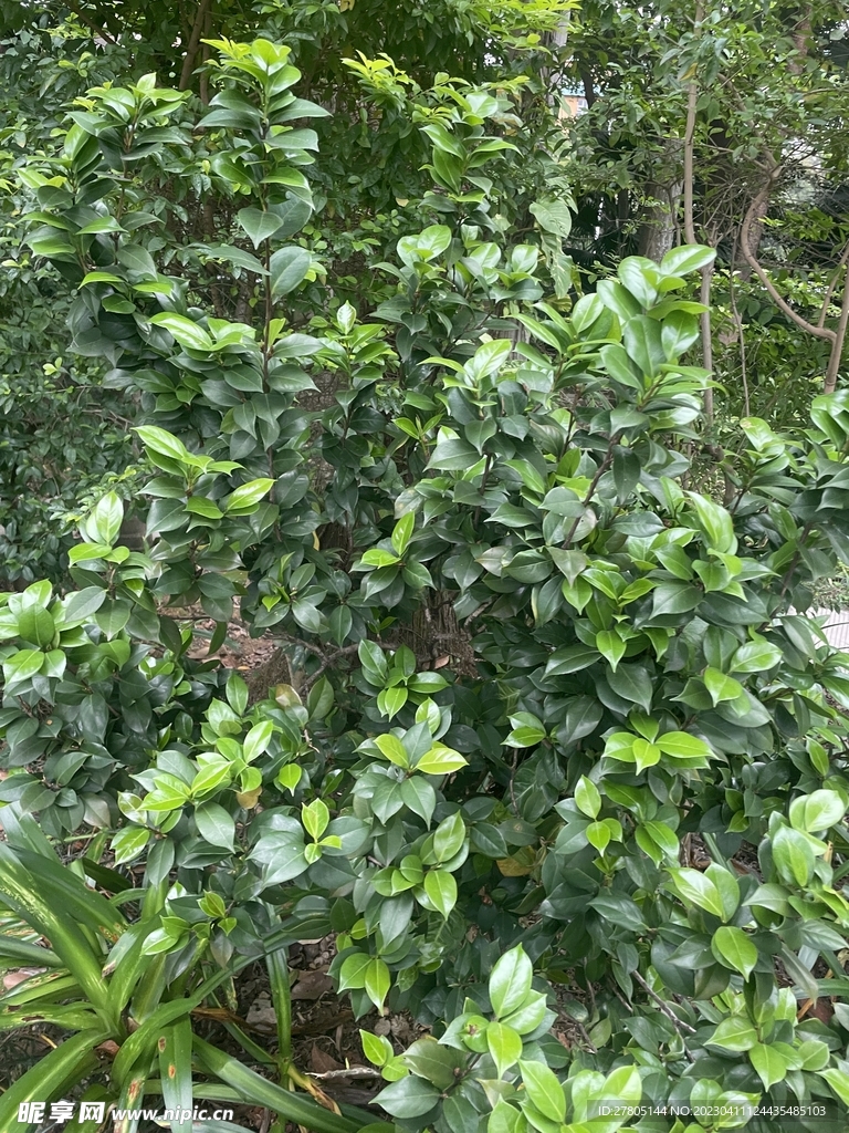 山茶花植物