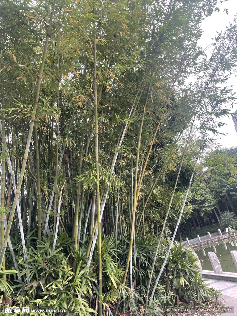 竹子丛