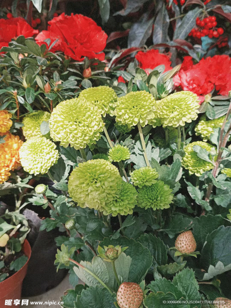 花 