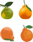 橘子 不知火