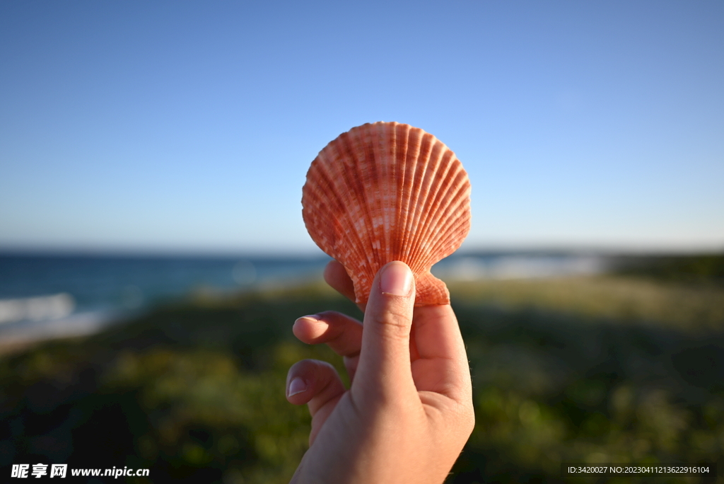 海湾扇贝