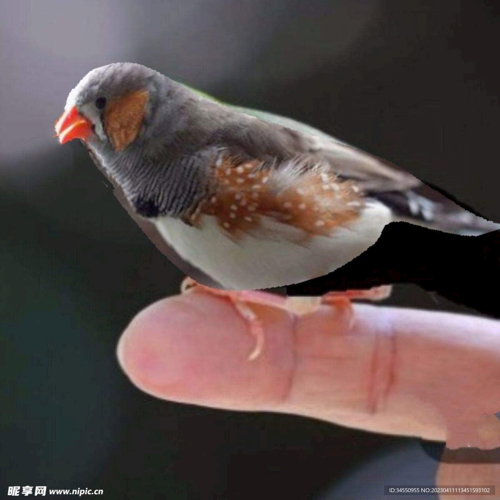 飞鸟