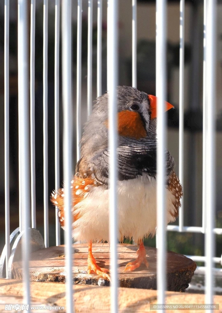 飞鸟