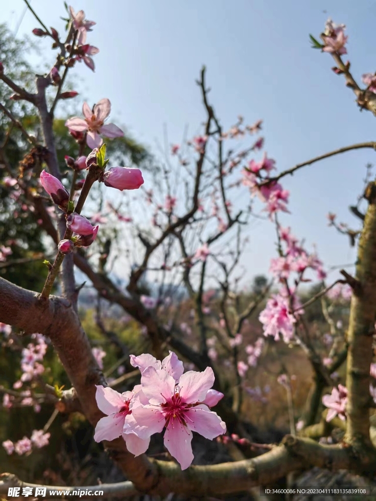 春天的花朵