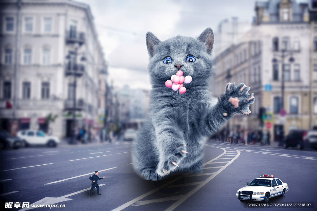 猫咪