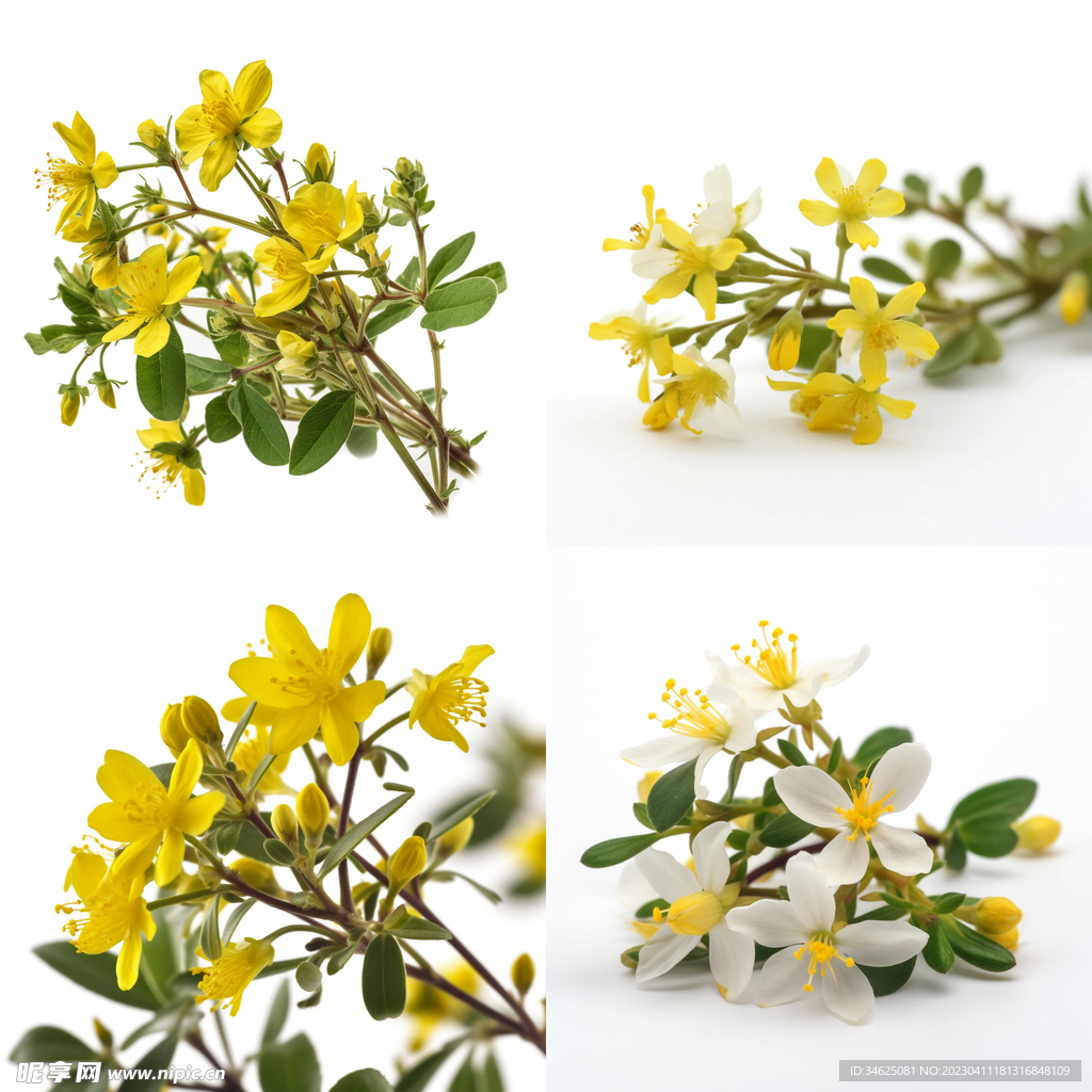 春天的迎春花