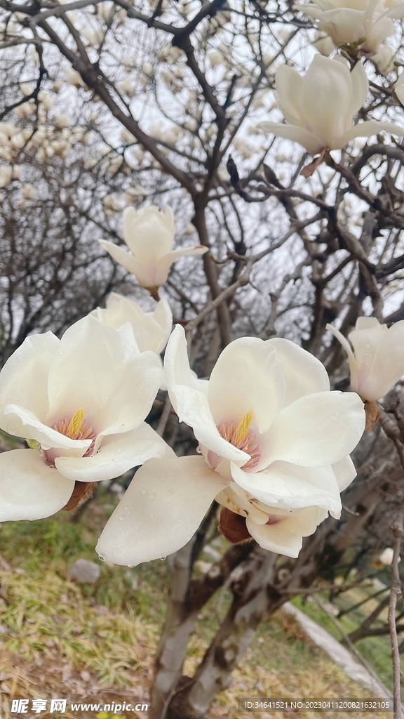玉兰花开