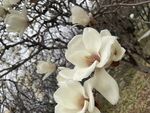 玉兰花